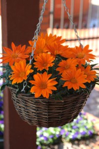 gazania_new_day_clear_orange2