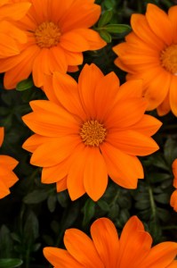 gazania_new_day_clear_orange