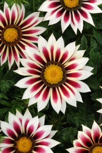 gazania_new_day_rose_stripe3