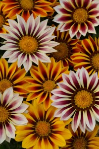 gazania_new_day_tiger_mix