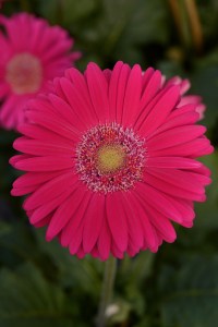 gerbera_mega_revolution_deep_rose_light_eye_2.jpg