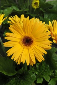 gerbera_mega_revolution_golden_yellow_dark_centre_2.jpg