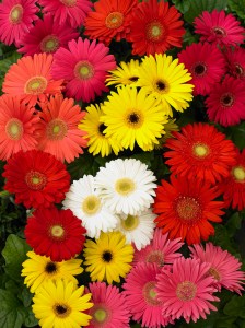 gerbera_mega_revolution_mix_select.jpg