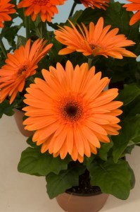 gerbera_mega_revolution_orange_dark_eye.jpg