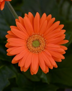 gerbera_mega_revolution_orange_light_eye.jpg