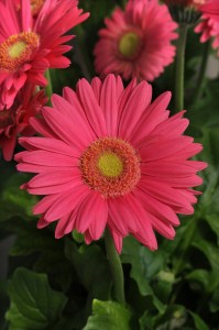 gerbera_mega_revolution_rose_light_eye.jpg