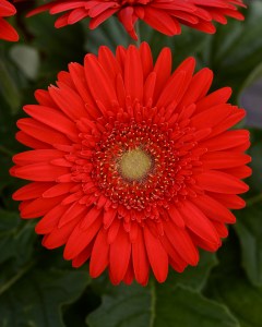 gerbera_mega_revolution_scarlet_red_light_eye_2.jpg