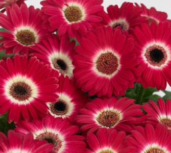 gerbera_revolution_bicolor_rose_white.jpg