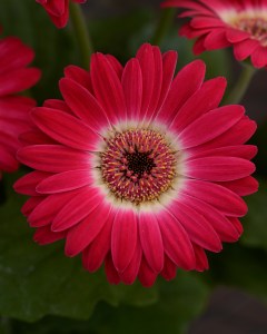 gerbera_revolution_bicolor_rose_white_2.jpg