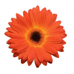 gerbera_revolution_bicolor_yellow_orange.jpg