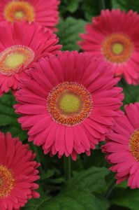 gerbera_revolution_bright_rose_light_eye.jpg