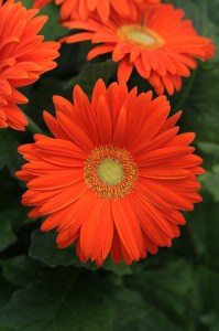 gerbera_revolution_orange_light_eye_2.jpg