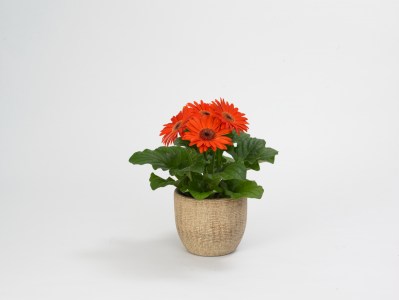 gerbera_revolution_pastel_orange_2.jpg