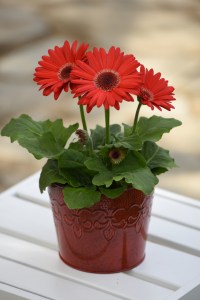 gerbera_revolution_red_dark_eye_improved_2.jpg