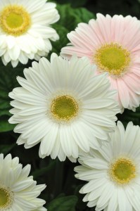 gerbera_revolution_white_light_eye_2.jpg