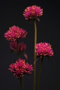gomphrena_fireworks2
