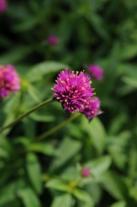 gomphrena_fireworks4