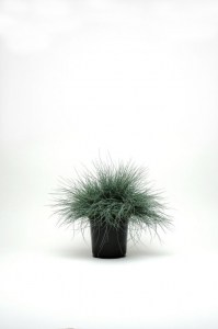 grass_festuca_festina