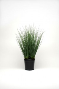 grass_juncus_blue_arrows