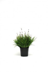 grass_juncus_starhead