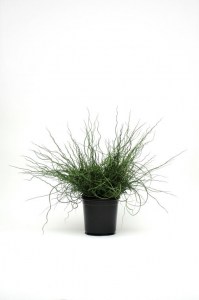 grass_juncus_twister