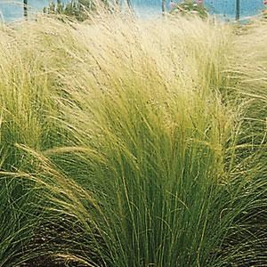 grass_stipa_pony_tails