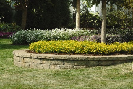 helenium_dakota_gold2