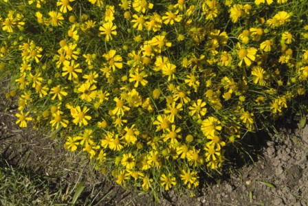 helenium_dakota_gold