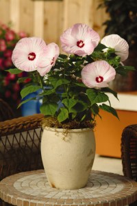 hibiscus_luna_pink_swirl3