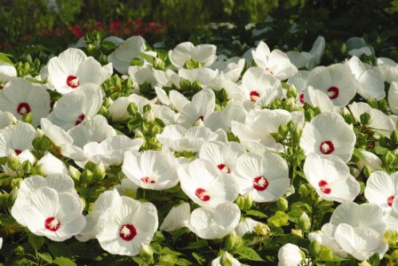 hibiscus_luna_white