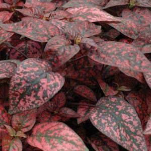 hypoestes_splash_select_red.jpg
