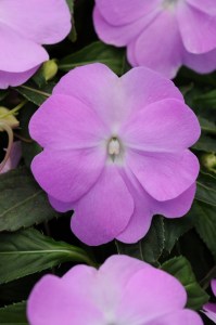 impatiens_divine_blue_pearl2