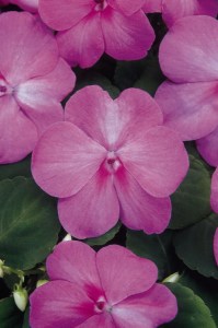 impatiens_super_elfin_xp_blue_pearl