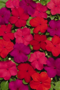 impatiens_super_elfin_xp_hot_mix
