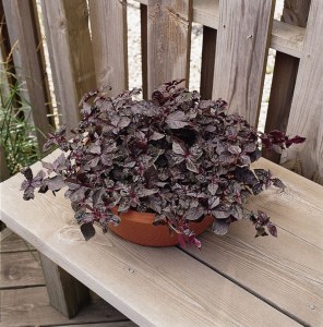 iresine_purple_lady3