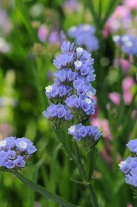 limonium_qis_pale_blue.jpg