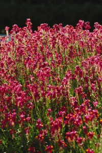 linaria_enchantment3