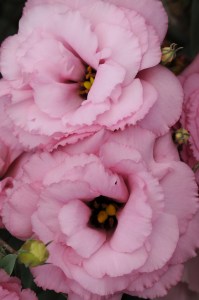 lisianthus_abc_1_rose4