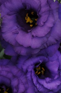 lisianthus_abc_2_blue.jpg