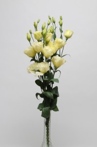 lisianthus_abc_2_yellow6