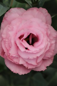 lisianthus_abc_3_rose2