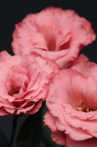 lisianthus_flare_deep_rose4