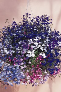 lobelia_regatta_mix2