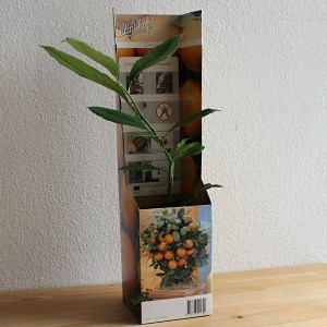 mandarinka