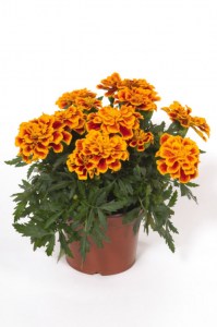 marigold_durango_bee2