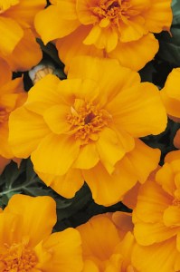 marigold_durango_orange