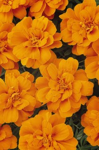 marigold_durango_tangerine