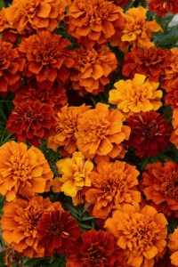 marigold_fireball