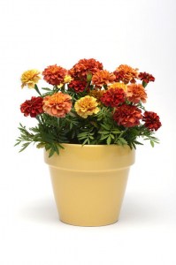 marigold_strawberry_blonde