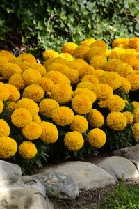 marigold_taishan_gold2